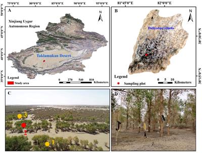 Effects of meteorological factors and groundwater depths on sap flow density of Populus euphratica in a desert oasis, Taklamakan Desert, China